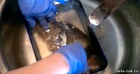 Как очистить рыбу от чешуи видео урок