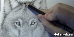 Как нарисовать морду волка видео урок