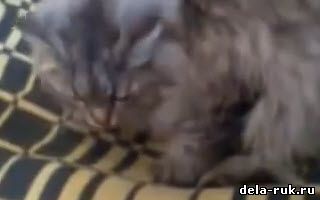 Лежанка для кошки своими руками видео