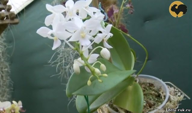 Уход за орхидеями дома своими руками